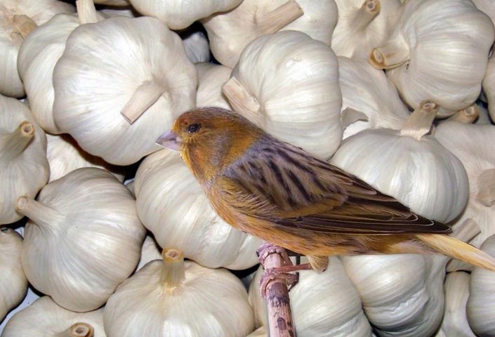 Beberapa khasiat bawang putih untuk burung kicauan