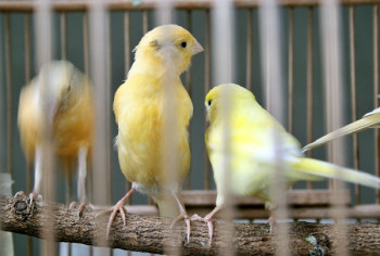 Tips Perawatan Burung Kenari Yang Sudah Berumur Lanjut
